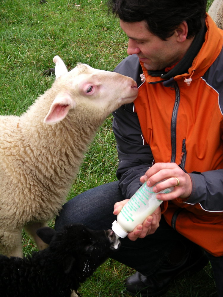 ein grosses Schaf schaut einem kleinen Schaf beim Füttern zu